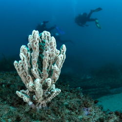 Winter - 2 Double Shore Dives with Full Gear Hire