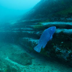 Winter 5 Sydney Double Boat DIves Full Gear and Guides