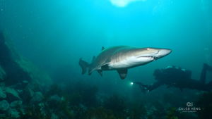 Bush Rangers Bay Shore dive